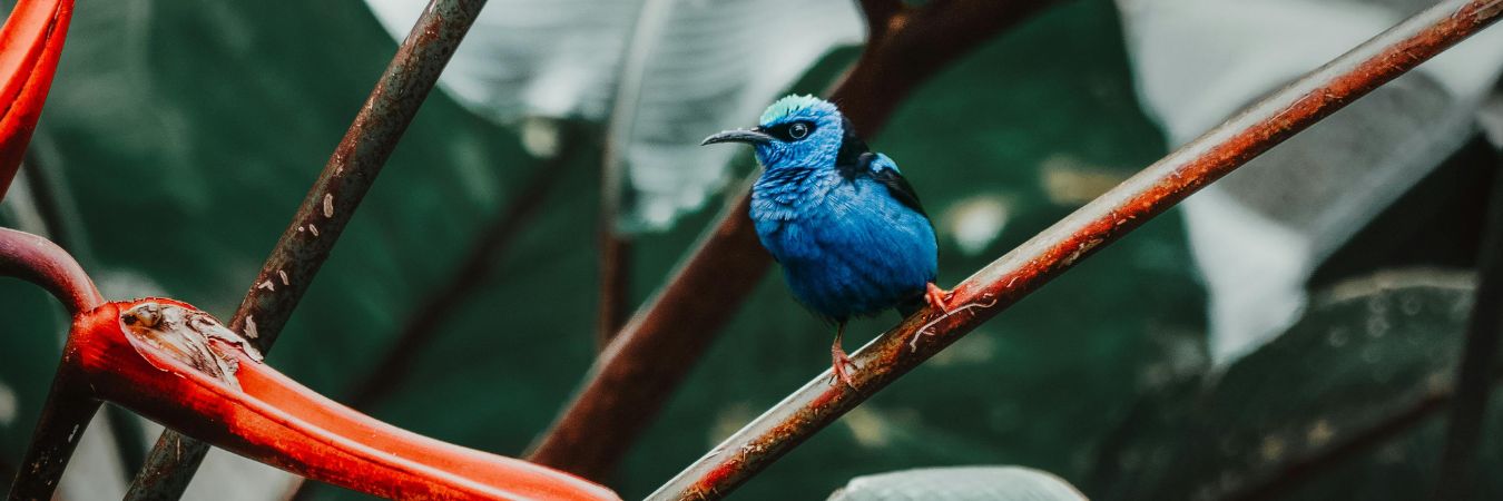 Illinois Ornithological Society